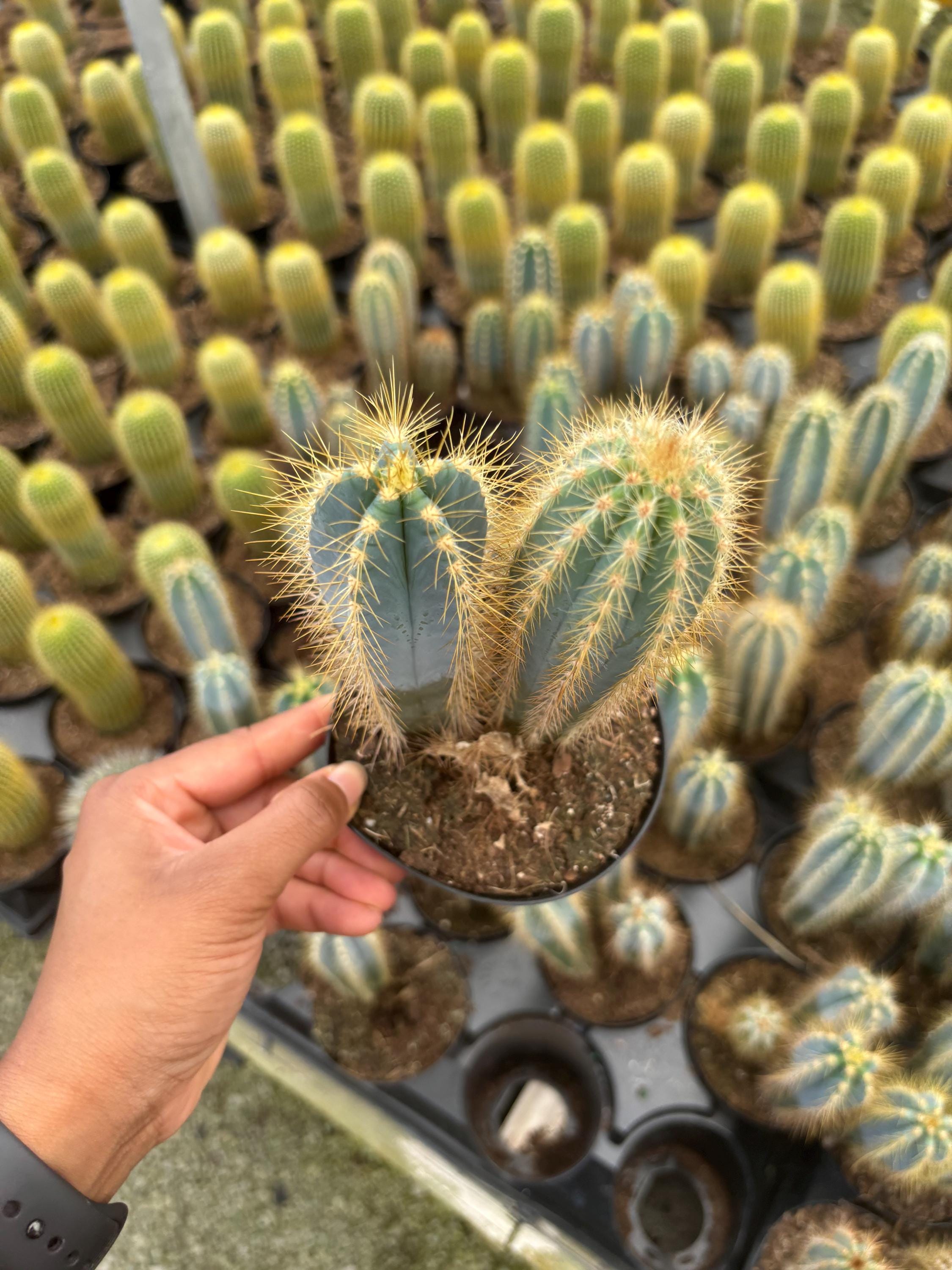 Blue Torch Cactus 'pilosocereus Pachycladus' Cacti , 2 and 4 Inch