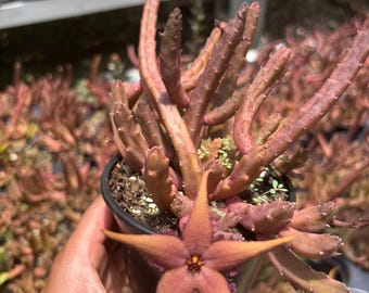 Stapelia schinzii Starfish Cactus: Rare Live Succulent Plant