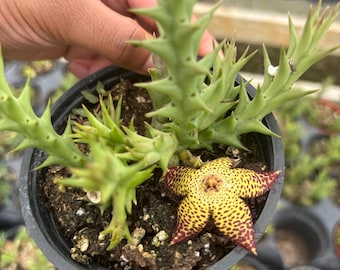 Orbea speciosa, 4 inch, star flower toad cactus, Starfish Cactus Orbea | Live Succulent Plant | Indoor Plant | House Plant cacti live Plant