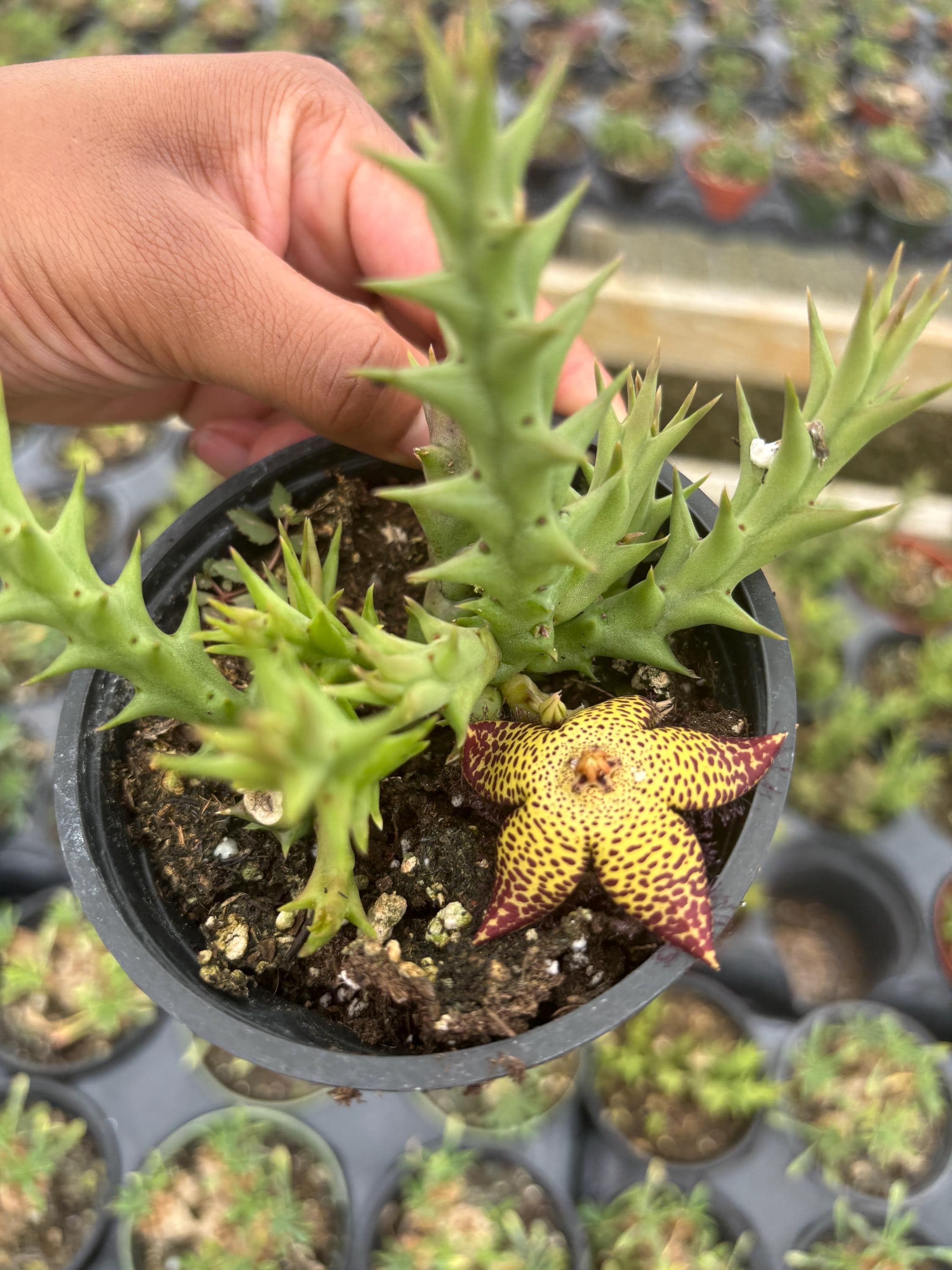 Orbea Speciosa, 4 Inch, Star Flower Toad Cactus, Starfish Cactus