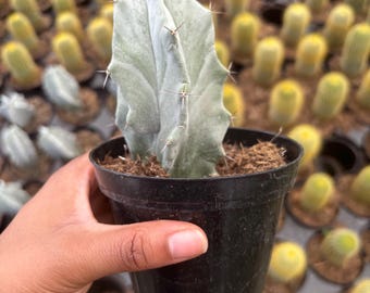 Rare Stenocereus pruinosus Cactus Plant 4 Inch | Easy Beginner Indoor Plants | Houseplant Cacti for Garden & Home Decor