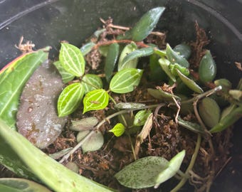 Blemished Hoya 5 pcs Plant Cuttings