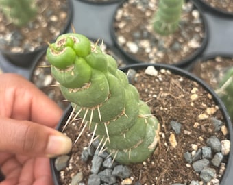 Eulychenea Castañea cv. Varispiralis f. Spiralis 4-inch plant, Gothic Cactus - succulent droughts tolerant  Live Plant