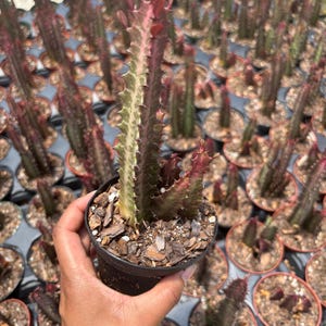 Euphorbia Trigona Ruby African Milk Tree 4inch Rare cactus plant exotic succulent Cactus Variegated Live House cactus drought tolerant