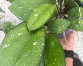 Hoya Loyceandrewsiana Live Plant | Tropical house plant | Pet Safe Houseplant | 4.5” Deep Pot, 4” Pot, or 3.5” Pot Opt