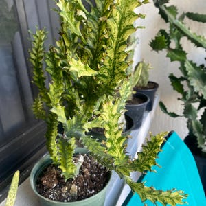 Rare  Dragon Bone in 6" Pot Variegated Euphorbia Lacei variegata - Cactus Variegated Live House Plant rooted cactus , plant gifts, succulent