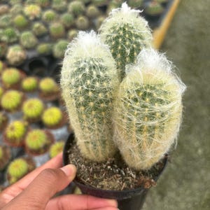 Fluffy Cactus - Etsy