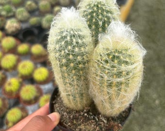 Old Man Cactus (Cephalocereus senilis): Rare Fluffy House Plant