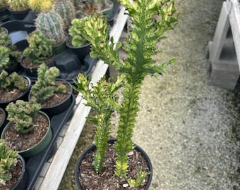 Rare Dragon bone in 6" Pot Variegated Euphorbia lactea variegata - Cactus Variegated Live House Plant rooted cactus , plant gifts
