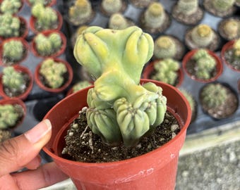 Acanthocereus tetragonus 'Ming Thing' 4-inch plant, Gothic Cactus - succulent droughts tolerant  Live Plant