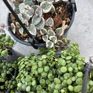 May include: Overhead shot of two hanging baskets filled with trailing plants. One basket contains a string of hearts plant with heart-shaped leaves in green, white, and pink. The other basket has a string of pearls plant with small, round, green leaves.