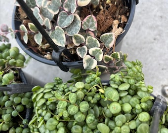 String of Things Plants Bundle:4” String of Things or Heart Prop Box | Trailing Succulent Collection for Hanging Planters Indoor Jungle