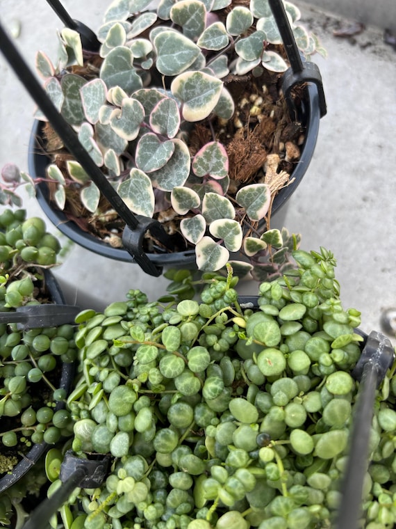 String of Things Plants Bundle:4 String of Things or Heart Prop Box |  Trailing Succulent Collection for Hanging Planters Indoor Jungle - Etsy
