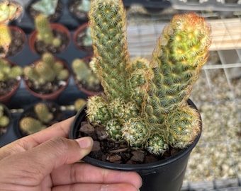 Mammillaria Polythele Hidalgensis, 2" Plant - Etsy