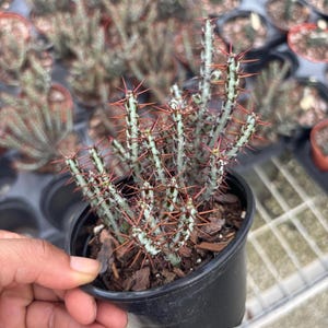 Rare Euphorbia aeruginosa -Gothic Cactus Variegated Live HousePlant 4inch pot cactus Plant , plant gifts