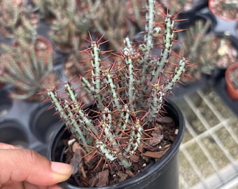 Rare Red Green Euphorbia Aeruginosa: Gothic Cactus Live Plant - 4" Pot
