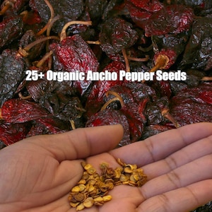 25+ Organic Poblano Ancho Hot Pepper Heirloom Seeds 25+ - Heirloom Vegetable - Mild to Medium Heat - Open Pollinated - Non-GMO