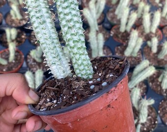 Rare Euphorbia Corn Cob - pink Cactus Variegated Live HousePlant rooted 4” pot cactus cuttings live Plant , plant gifts