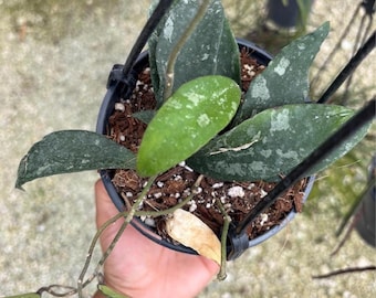 Hoya Caudata mentawai Red variegation Live Plant | Tropical house plant | Pet Safe Houseplant for Beginners | 4.5” Deep Pot, 4” Pot, or 3.5”