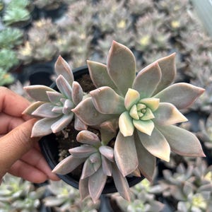 Graptopetalum Paraguayense “Variegated Ghost Plant”  4inch, Ghost Plant – Potted Rare Succulents House Plant Gift for Her | Garden Baby