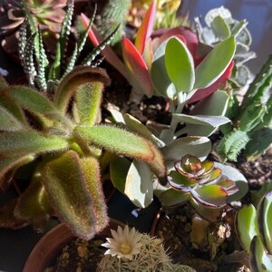 flowering house plants for sale Kalanchoe blossfeldiana 'Calandiva Purple' | Houseplant Decor main image 0