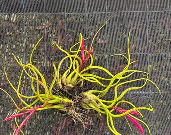 Rare velvet air plant Pink Tillandsia bulbosa succulent-  Tillandsia, purple plant, Valentines plant, Terrariums, Plant Gifts home decor