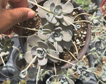 Chinese Dunce Caps Succulent: Rare Orostachys iwarenge - 4" Cactus