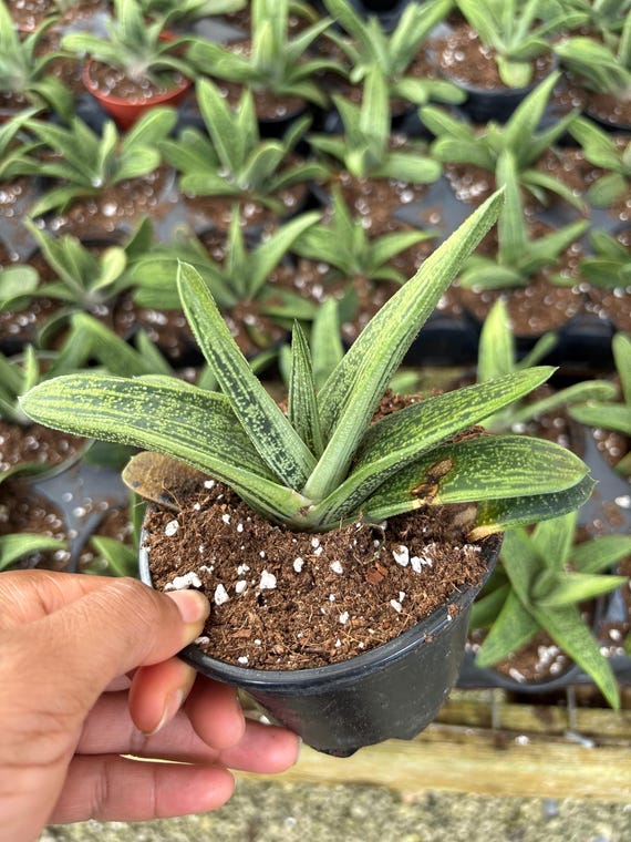 zz plant large Big Plants Chicago