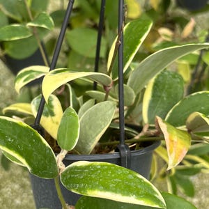 May include: Close-up of a Hoya carnosa 'Tricolor' plant in a hanging pot. The leaves are a vibrant green with creamy yellow edges. The plant is suspended by black metal hangers, showcasing its lush foliage and unique color variations.
