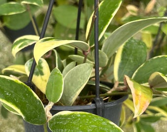 Hoya verticillata albomarginata outer variegation Live Plant  | Tropical plants | Pet Safe Houseplant 4.5” Deep Pot, 4” Pot, or 3.5” Pot Opt