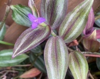 Tradescantia Burgundy Plant Cutting | unrooted Node with leaf