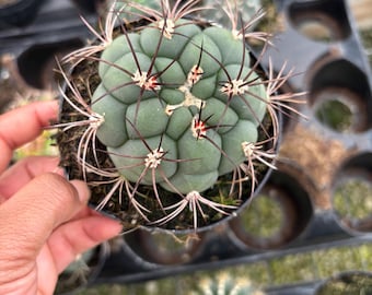 Rare Gymnocalycium Chin Cactus: 4 Inch Beginner-Friendly Houseplant
