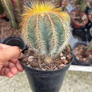 Parodia magnifica balloon cactus, ball cactus- Cactus Variegated Live HousePlant live cactus plant gifts