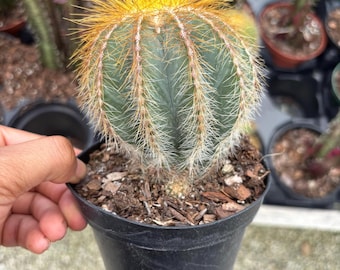 Parodia Magnifica Balloon Cactus: Rare Live Ball Cactus - 4" Pot