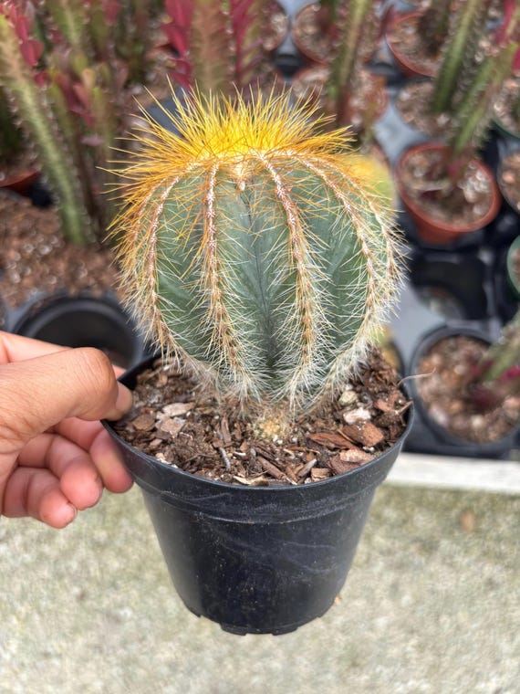 Parodia Magnifica Balloon Cactus: Rare Live Ball Cactus - 4" Pot - Etsy