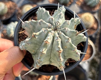 Euphorbia polygona - 4" Live Cactus | Euphorbia Polygona Snowflake - White Color Farina |drought tolerant cacti