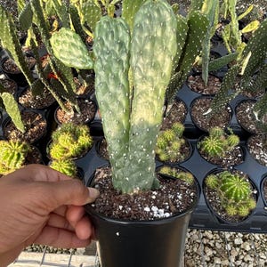 May include: A potted cactus with two upright, light green pads, speckled with white dots. The cactus is in a black plastic pot filled with soil. Other cacti in various stages of growth are visible in the background.