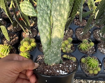 Opuntia ficus-indica Cactus 4 inch pot | prickly pear cactus | Live Cacti Plant | Succulent | Indian Fig Indoor Plant | Drought Tolerant