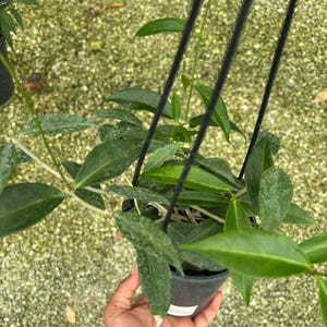 May include: A hanging potted plant with long, green leaves. The plant is in a black plastic pot and is suspended by black cords. The leaves have a textured appearance. The background is a light green, possibly a greenhouse setting.