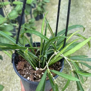 May include: A hanging potted plant with long, green leaves. The plant is in a black plastic pot, suspended by a black metal hanger. The soil is visible, and the background is blurred.