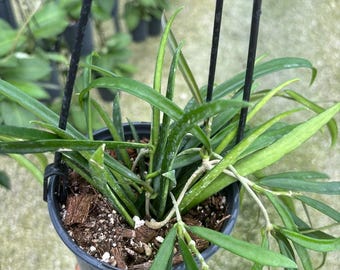Hoya Shepherdii string bean shepherds Live Plant | Tropical house plant  | Pet Safe Houseplant| 4.5” Deep Pot, 4” Pot, or 3.5” Pot Opt