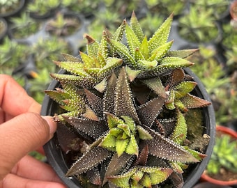 Eagle's Claw Succulent, Haworthiopsis Reinwardtii, Red Succulent, Small  Plant, Live Rooted Plant in 2.5'' Pot - Etsy
