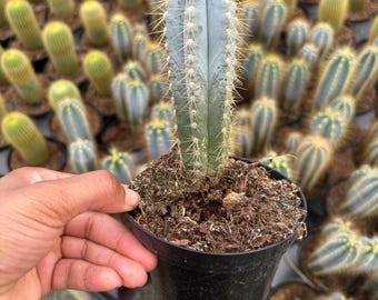 Blue Torch Cactus 'Pilosocereus pachycladus' Cacti , 2 and 4 inch triple plant, flower cactus,  | Live cactus Plant | House Plant cacti
