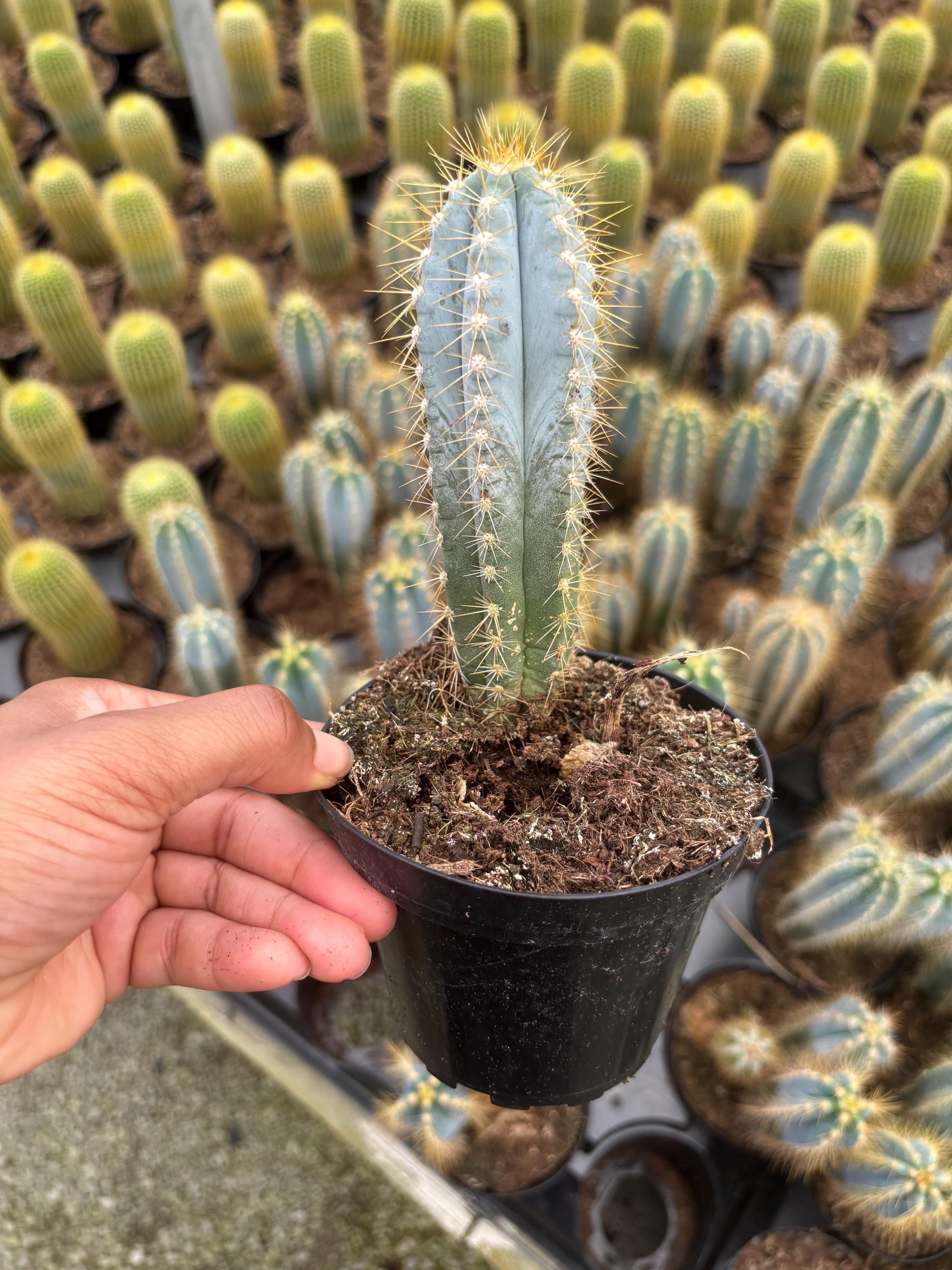 Pilosocereus Pachycladus - Etsy