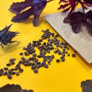 Cranberry Hibiscus Seeds (Hibiscus acetosella)  25+ SEEDS African Rosemallow Seeds Hibiscus Acetosella Red Leaf Hibiscus
