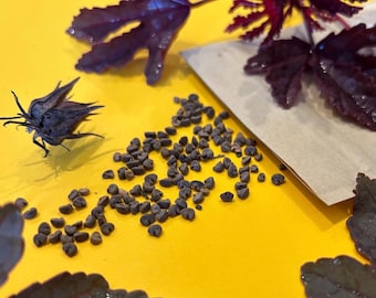 Cranberry Hibiscus Seeds: Organic African Rosemallow - 30 Seeds
