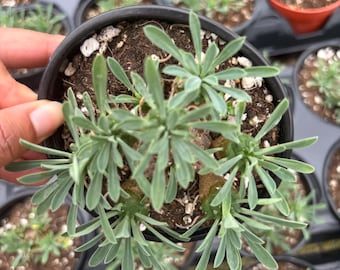 Euphorbia Gabizan, Width: 4'', Very Rare Succulent , High Quality Succulent, Cactus, Cacti