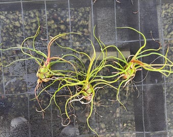 Air plant Tillandsia bulbosa succulent- rare Guatemala, houseplant, bridal shower favors, Terrarium kit, gardening Plant Gifts home decor