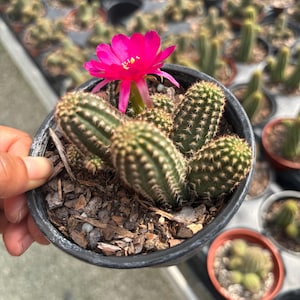Colorful Hedgehog Cactus, 4 inch, pink flower cactus,  | Live cactus Plant | House Plant cacti live Plant Echinocereus Rigidissimus