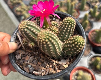 Hedgehog Cactus: Live Echinocereus Plant, Pink Flower